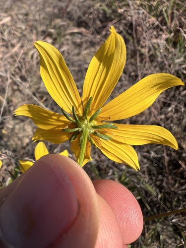 Image of Bidens aristosa by (c) Nathan Aaron, some rights reserved (CC BY)