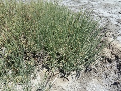 Halocnemum strobilaceum