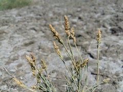 Beckmannia eruciformis