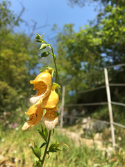 Digitalis laevigata