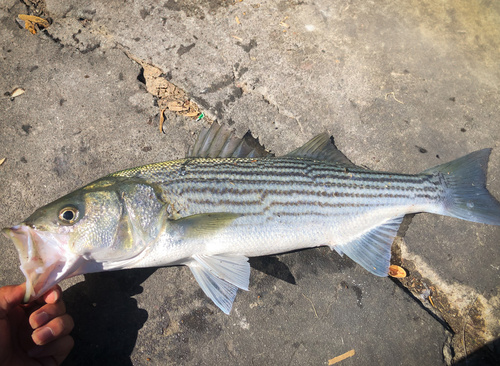 Striped Bass