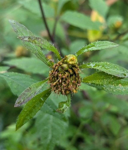 Asphondylia bidens
