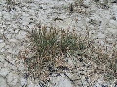 Beckmannia eruciformis