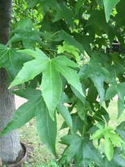 Liquidambar styraciflua