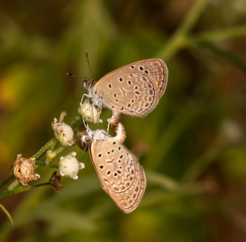 Dark Grass Blue photo 3