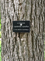 Liquidambar styraciflua