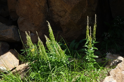 Macropodium nivale, photograph 6
