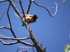 Hirundo rustica erythrogaster
