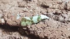 Aethes argentilimitana