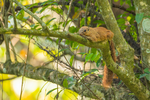 Mutable Sun Squirrel