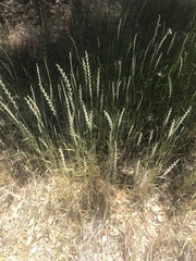Elymus lanceolatus lanceolatus