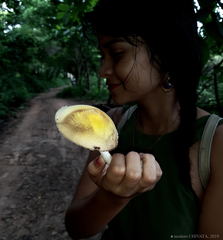 Volvariella bombycina flaviceps