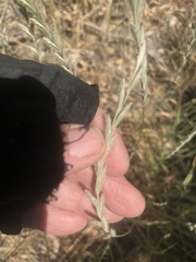 Elymus lanceolatus lanceolatus