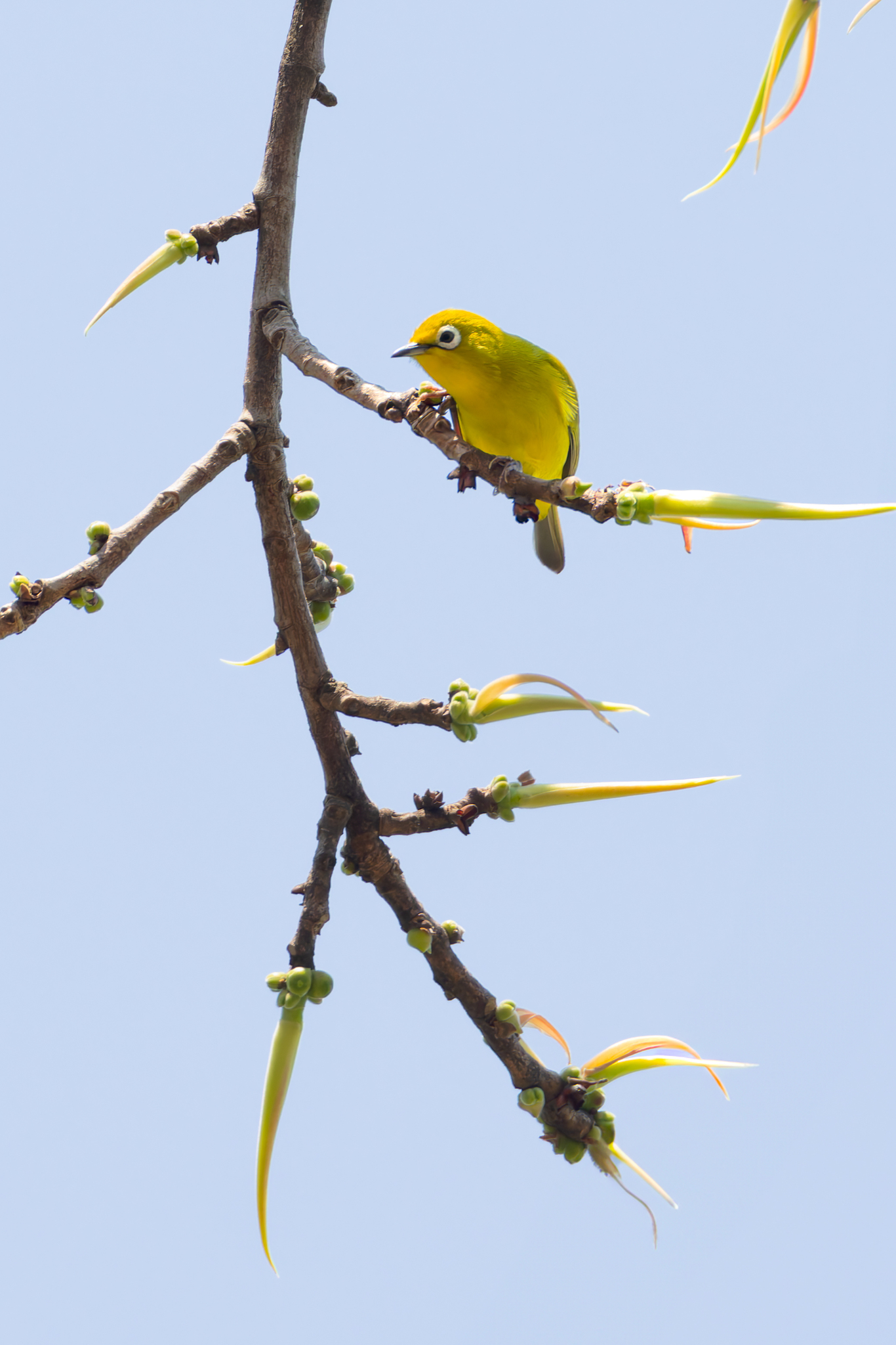 Southern Yellow White-eye (Zosterops anderssoni), photo 9