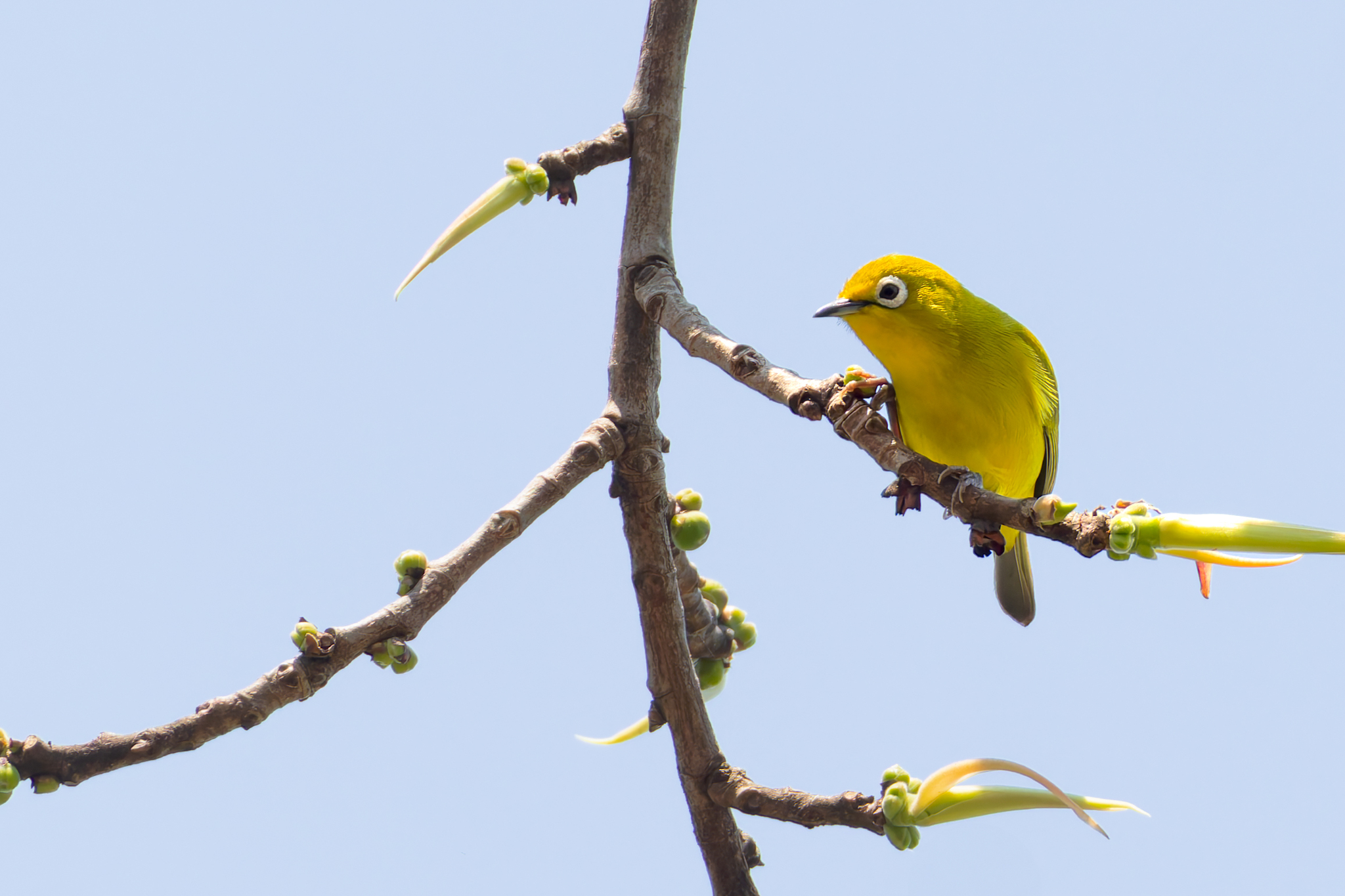 Southern Yellow White-eye (Zosterops anderssoni), photo 8