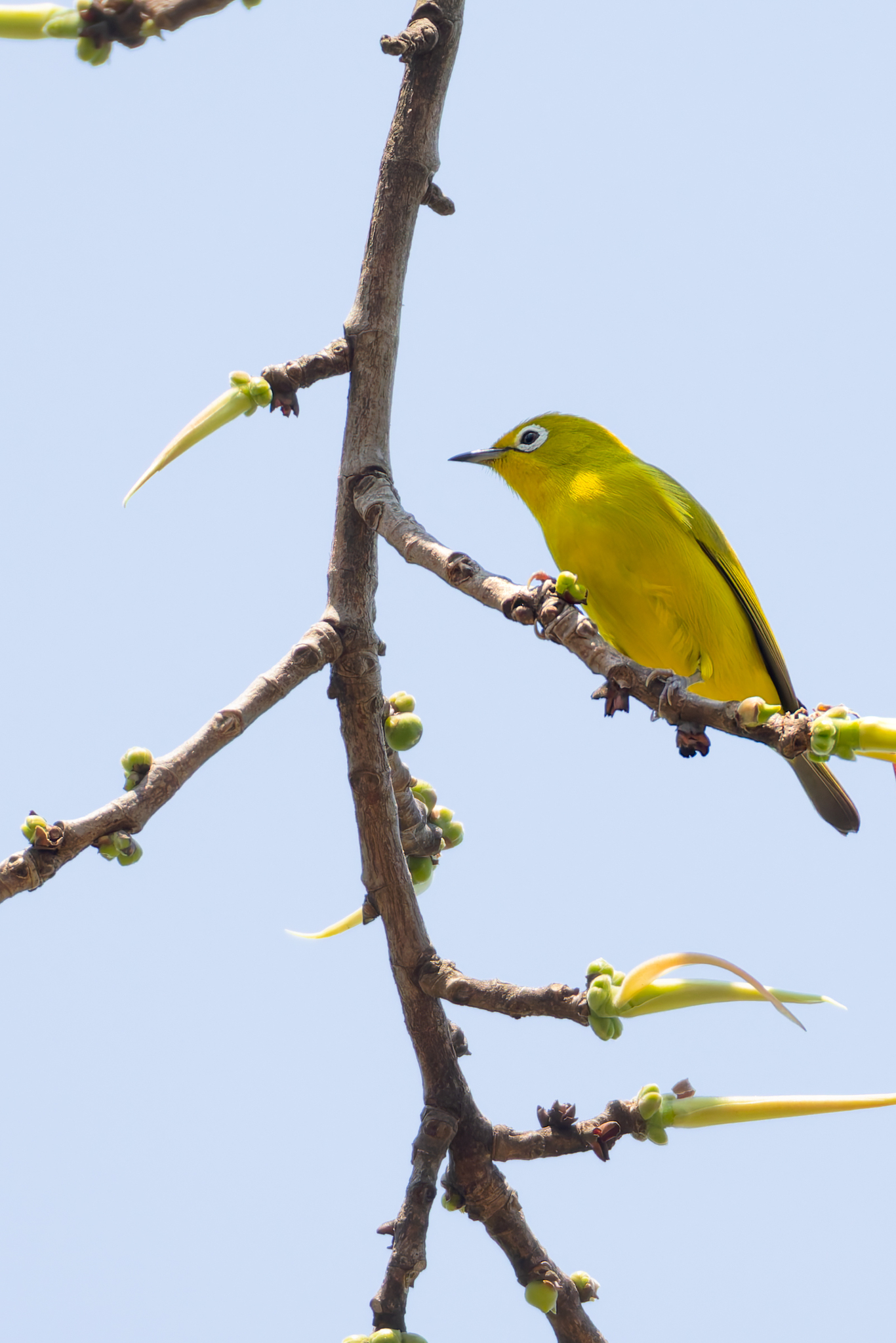 Southern Yellow White-eye (Zosterops anderssoni), photo 10