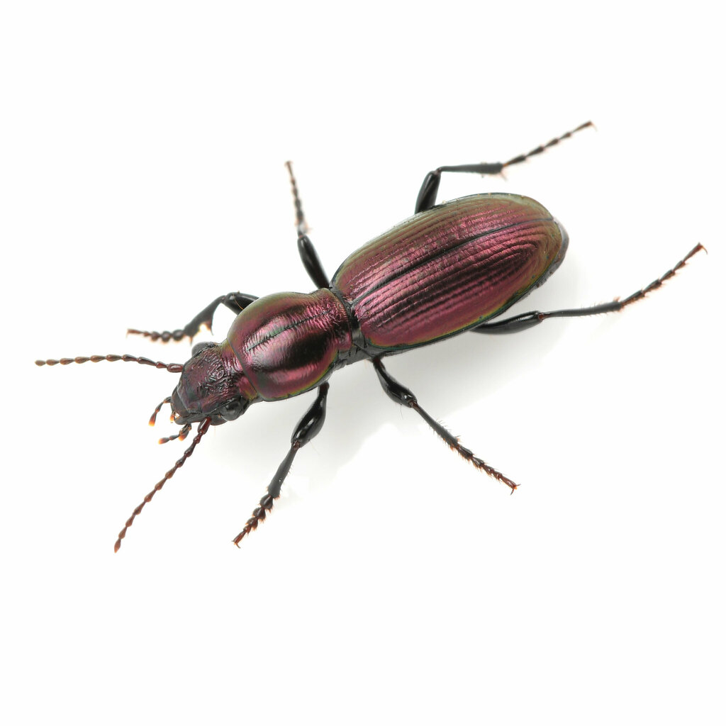Zacotus matthewsii