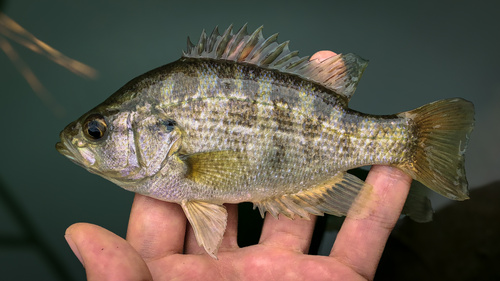 Sacramento perch (Archoplites interruptus) — Centrarchidae