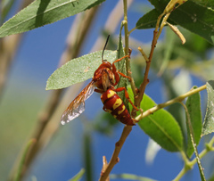 Sphecius convallis