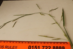 Glyceria notata