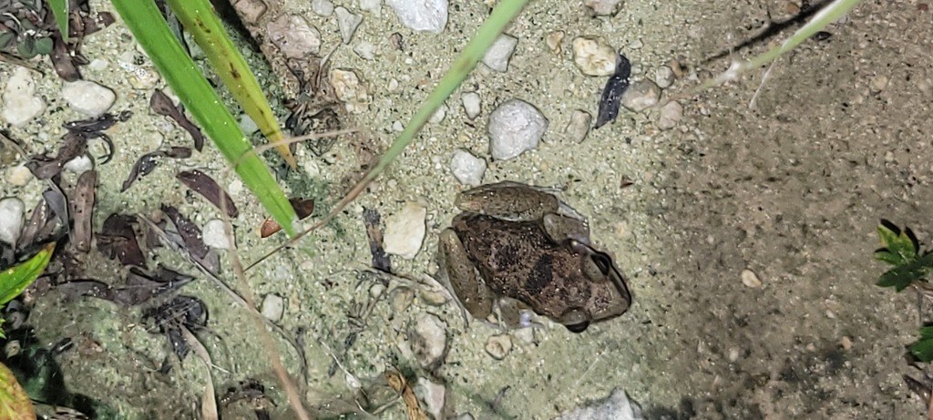 Boca de Yuma Frog