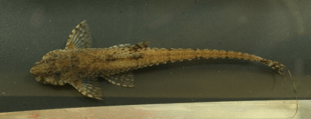 Cinnamon Whiptail Catfish