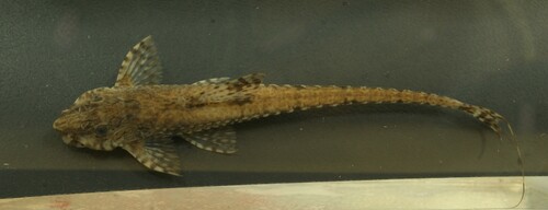 Cinnamon Whiptail Catfish