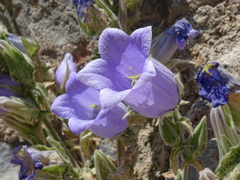 Campanula tomentosa