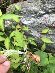 Norvellina chenopodii