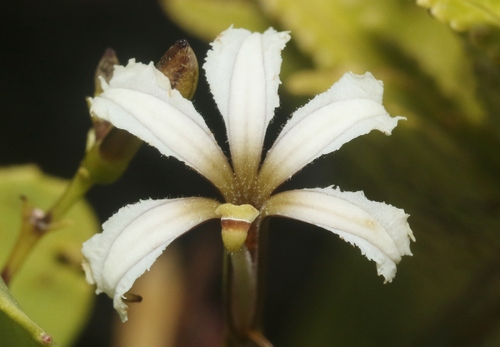 Scaevola kilaueae