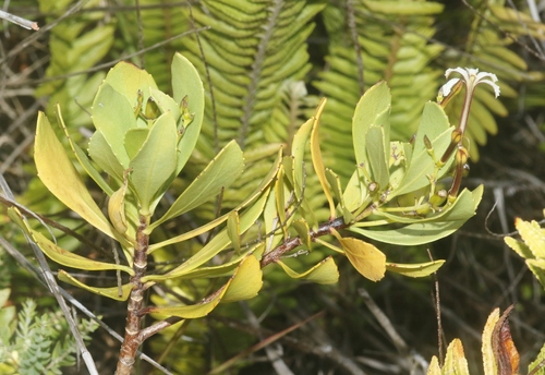 Scaevola kilaueae