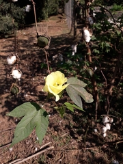 Gossypium hirsutum