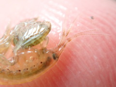 Gammarus mucronatus