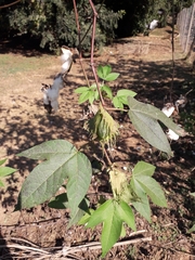 Gossypium hirsutum