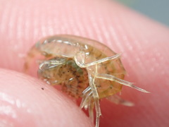 Gammarus mucronatus