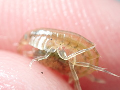Gammarus mucronatus