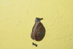 Sarika siamensis