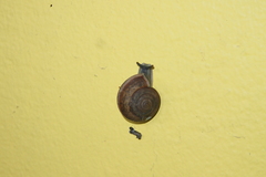 Sarika siamensis