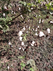 Gossypium hirsutum