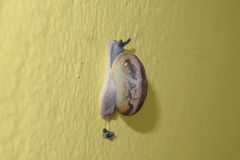 Sarika siamensis
