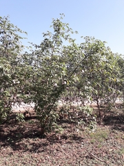 Gossypium hirsutum