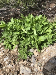 Angelica scabrida