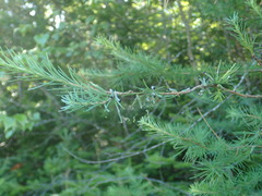 Pristiphora erichsonii