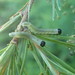 Pristiphora erichsonii - Photo (c) Eric Knopf, algunos derechos reservados (CC BY-NC), subido por Eric Knopf