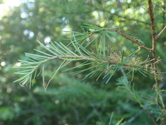 Pristiphora erichsonii
