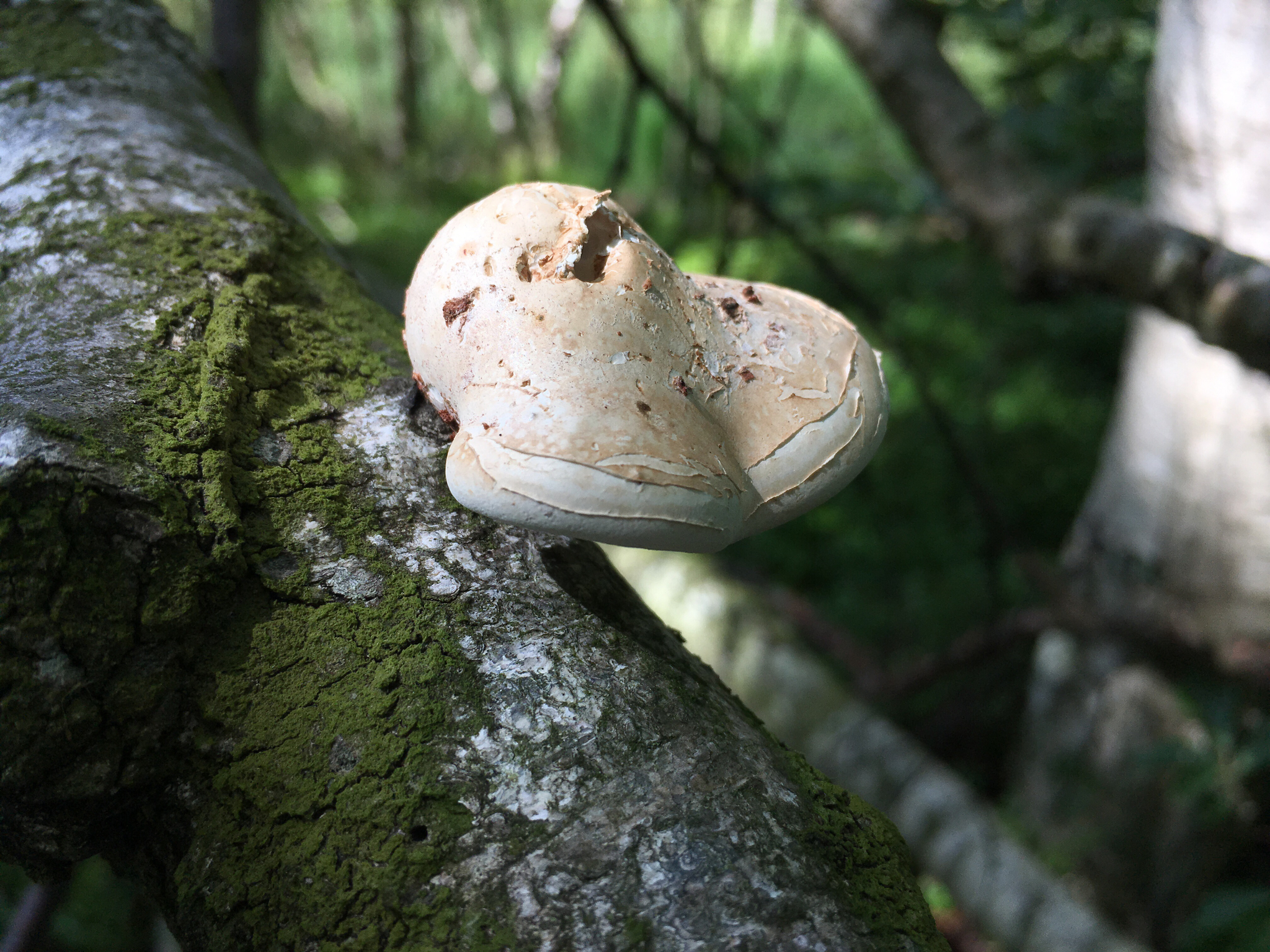 Piptoporus betulinus image