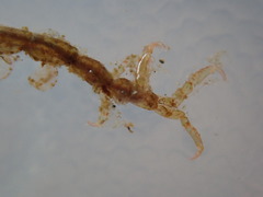 Caprella penantis