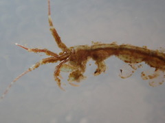 Caprella penantis