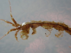 Caprella penantis