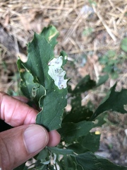 Chrysoesthia sexguttella